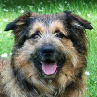 SLY - Briard-Mix - 2 Jahre - Tierhilfe-Franken e. V.