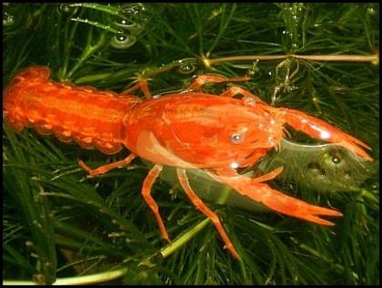 CPO Cambarellus patzcuarensis var. Orange
