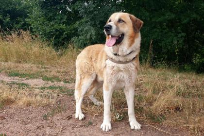 BIG BALU - liebenswerter Mix - 9 Jahre 11 Monate - Tierhilfe-Franken e. V.