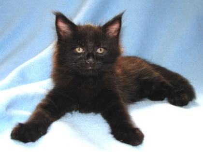 Süße typvolle Maine Coon Kitten