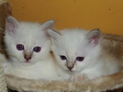 2 süsse Birmchen-Babies suchen zum 22. 02. 2022 liebevollen Dosenöffner