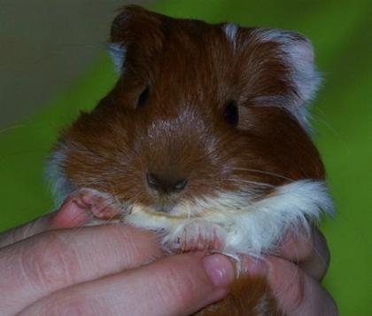 Süßer zahmer Meerschweinchenbub