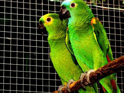 Blaustirn-Amazonen-Pärchen-PAPAGEIEN Wunderschön-Grosser Hahn