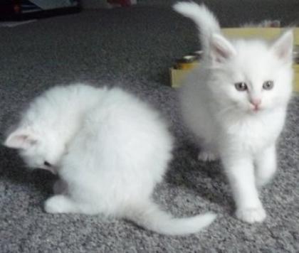 4 Schmusig freche MAINE COON Kitten