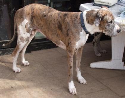 Deutsche Doggenhündin knapp 3 Jahre alt abzugeben