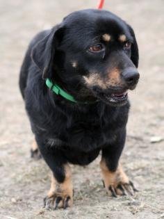 Mova kleiner Knubbelhund