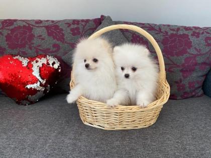 Zwergspitz Pomeranian Hündin reinrassig mit Ahnentafel weiß / creme-weiß