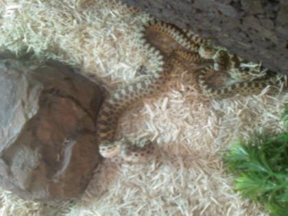 0 0 1 Bulolennatter pituophis catenifer sayi ENZ. 09