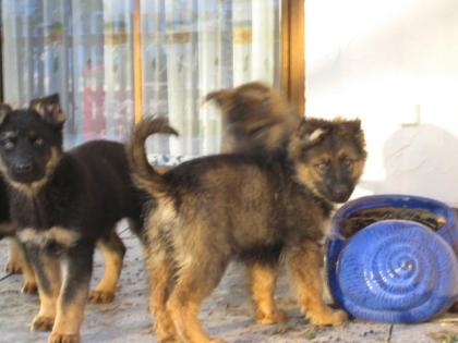 Hunde- und KatzenpflegeHandtrimming Scheren