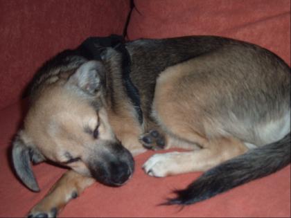 Chihuahua-welpenverkaufe reizende reinrassige