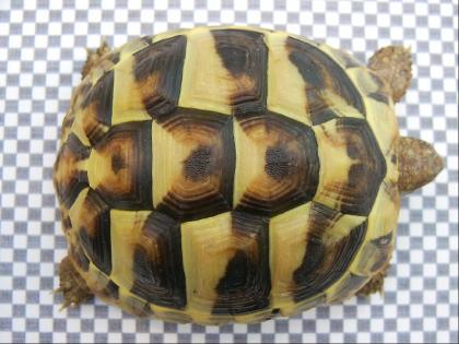Griechische Landschildkröten aus Kleve