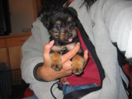 Shih Tzu Knuddelseine 9 wochen alte lackschwa