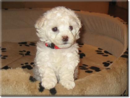 Plüschige Bichon frise Welpen im Teddylook