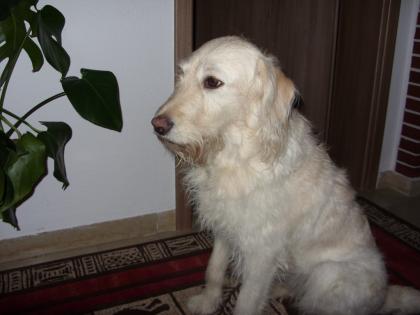 Hundesitter hundebetreuung