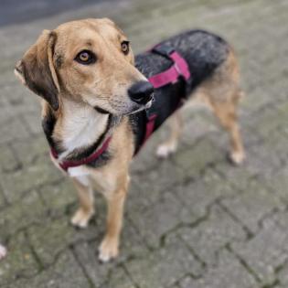 Mina - hat durch ein Unglück ihrer Besitzerin ihr Körbchen verloren