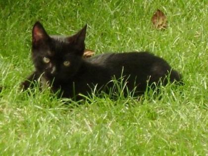 Schwarze Katze 12 Wochen