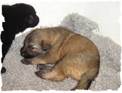 Altdeutsche Schäferhundwelpen