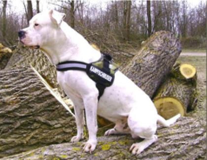 Hundesport-24. Fachausstattung für Freizeit- Sport- und Diensthunde