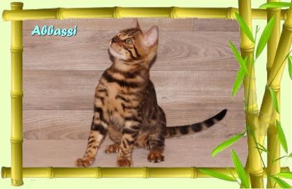 Bengal Kater sehr pfiffig keck und immer fröhlich sucht ein tolles Zuhause