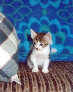 4 süße Katzenbabys