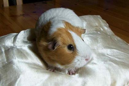 Meerschweinchensuchen neues zu Hause
