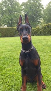 Dobermann Rude 3 Jahre alt