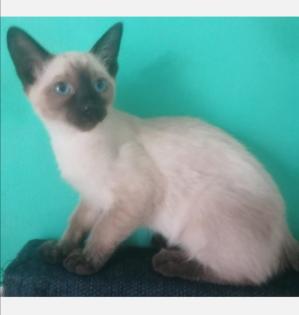 Babys Siam Kitte ab Sofort abholen
