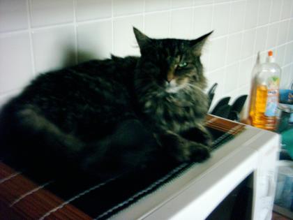 Katze zugelaufen Main Coon oder Norwegische Waldkatze Mix