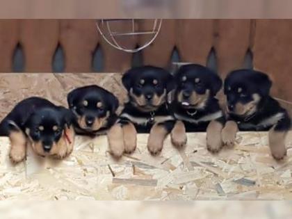 6 Rottweiler -Rüde/ Hündin suchen noch ein neues Zuhause