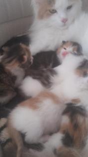 Glückskätzchen Main-Coon-Mix