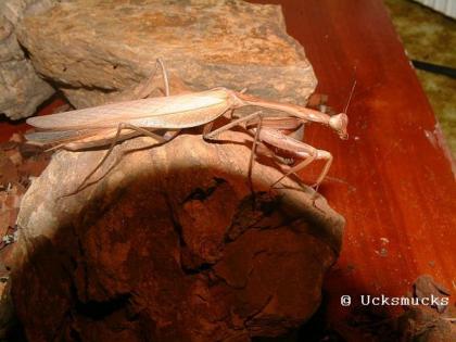 Insekten Gottesanbeter Gespenstschrecken Heuschrecken