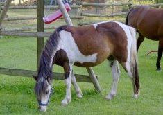 Ponywallach Pinto