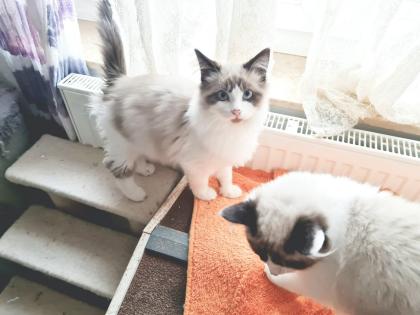 Birma Ragdoll Kitten