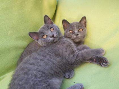 Vier kleine Katzen / Kätzchen / Kitten