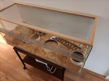 Wüstenrennmaus mit Terrarium