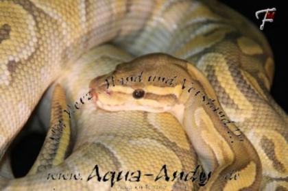 Königspython Boas und Nattern DNZ