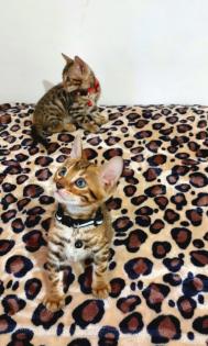 Bengal katze Baby Katzen