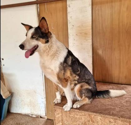 Moni sucht ein passendes Zuhause