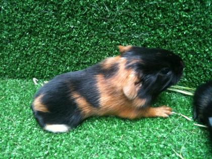 Kastrierte Meerschweinchen-Böckchen und Weibchen - GH US Teddy ab zu geben