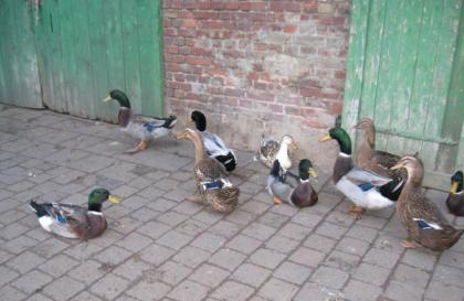 Rouen Clair Enten von 2022