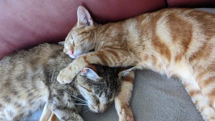 EKH Kitten 4 Monate