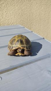Landschildkröten