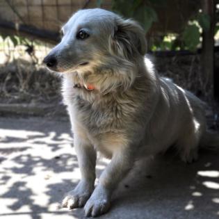 Winnie - sucht ein Zuhause mit Zeit und Geduld
