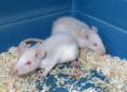 Junge schöne Ratten zu verschenken