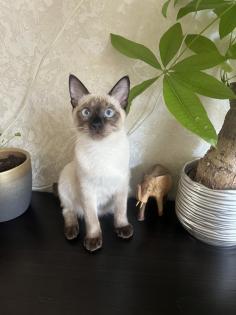 Mekong bobtail baby s suchen liebevolle Zuhause