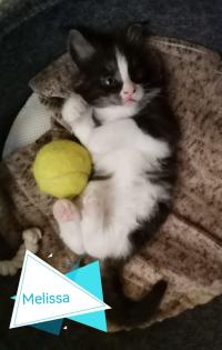 Main-Coon Kitten reinrassig