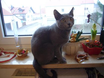 SUCHE KARTHAEUSER-DECKKATER Raum Ingolstadt