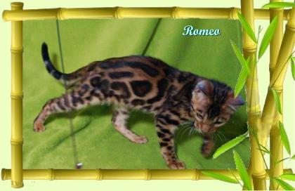 Exklusiver und pfiffiger Bengal Kater Donat Rosetten Eyecatcher unkastriert