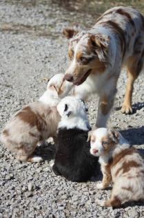 Bildschöne reinrassige Australian Shepherd Welpen aus kontrollierter verantwortungsvoller Zucht