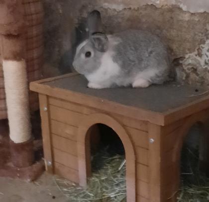 1 Jahr altes Zwergkaninchen weiblich artgerechte Haltung kein Schmusehase sucht gutes Zuhause.